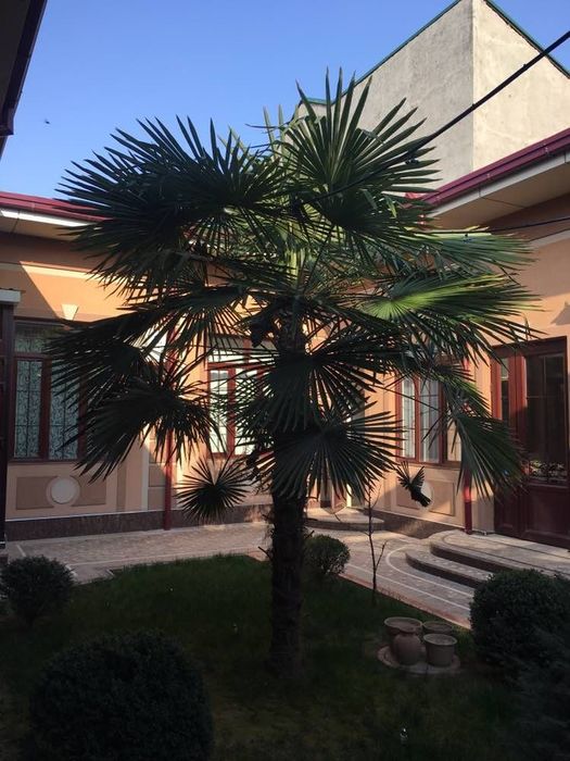 СРОЧНО!!! Голубая ель продаётся к бонусу пальма.