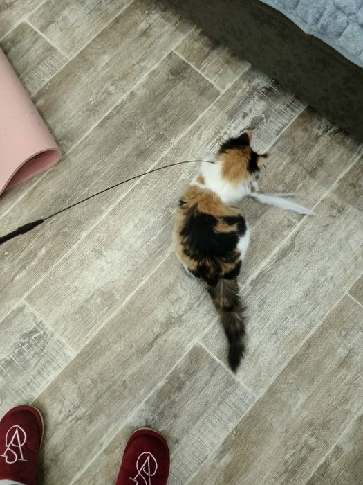 Пристраивается девочка в добрые ручки