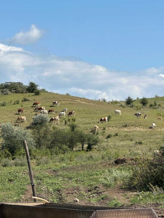 Vaci baltata romaneasca