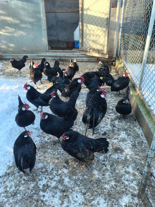 Găini bantam!pitici