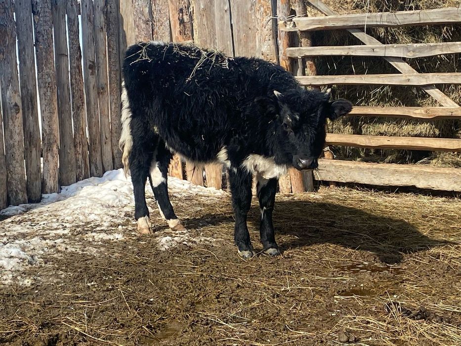 2024 бузаулары еркек ургашы