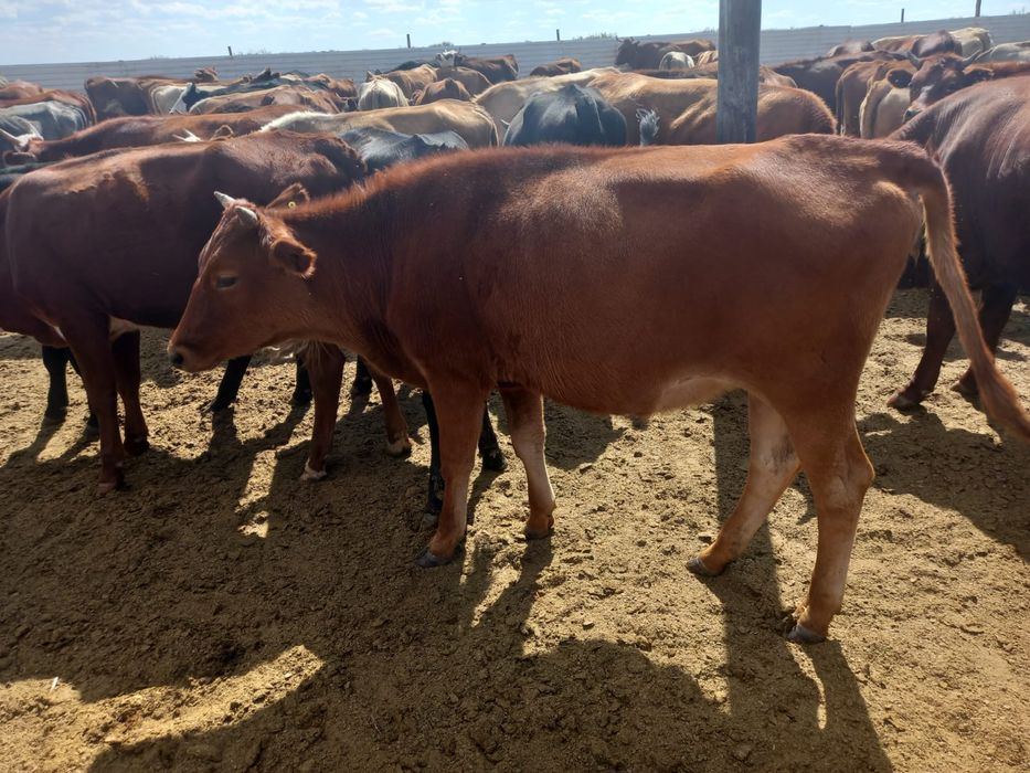 Красный степной сүтті қашарлары сатылады.