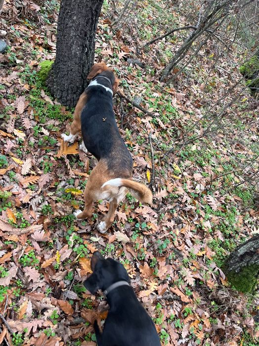 Продавам две ловни гончета