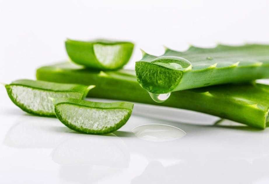 Алоэ лечебное, самовывоз и доставка