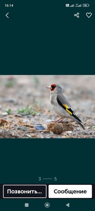 Щегол седоголовый