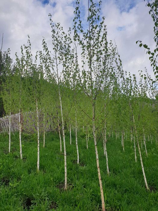 Vand tei-mesteacan alb-platanii