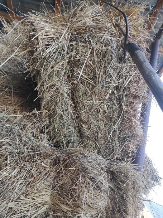 Шөп Клевер Рознатровия на быбор