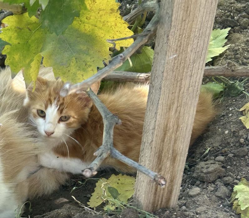 Отдадим 2 Котят