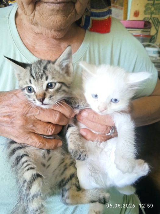 Продам котят 41 день . Британцы.