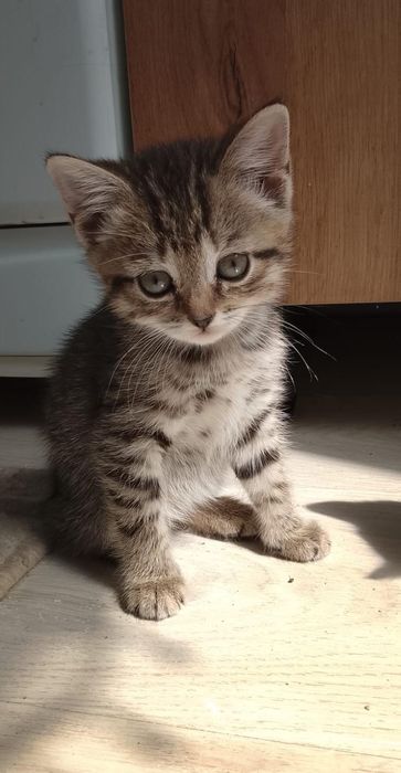 Котята в добрые руки бесплатно