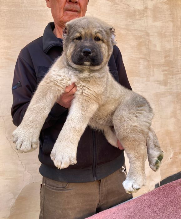 Щенок Турецкого Кангала ( девока )