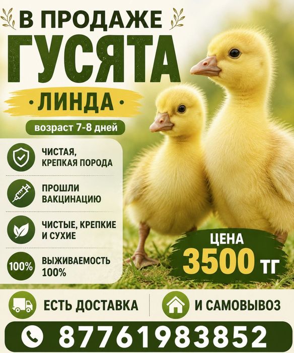 Куры несушки в наличии