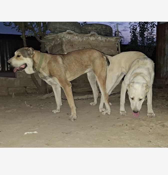 Продам щенок Сао