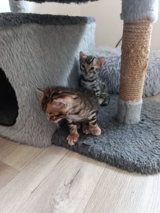 Продам котят бенгалов