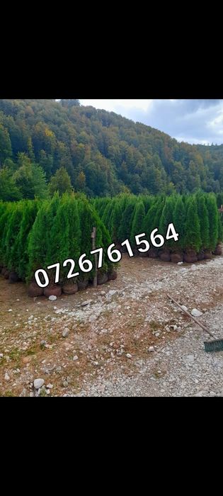 Mesteacăn /Leylandii