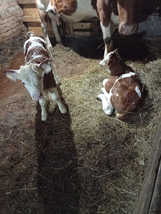 Vand 2 vitele de lapte