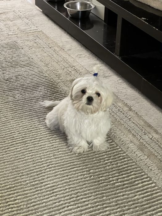 Домашнее животные