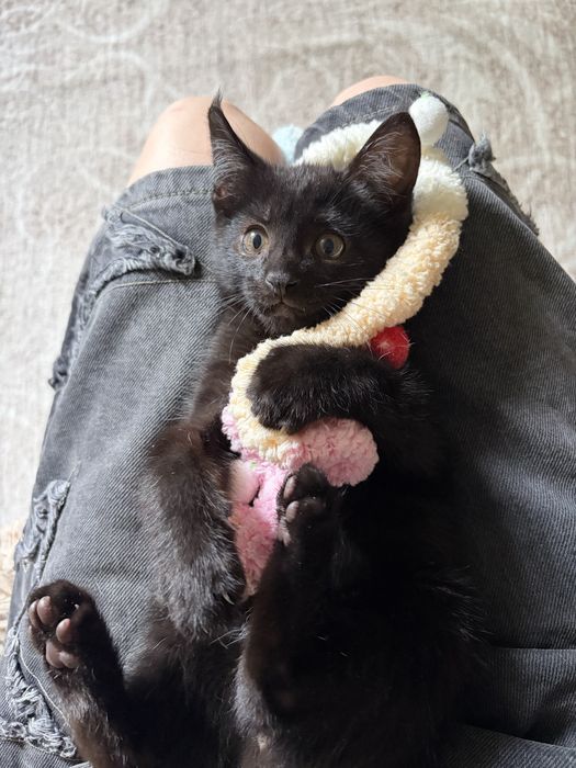 Черный котенок ищет семью