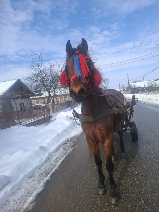 Vând IAPĂ de 4 anii