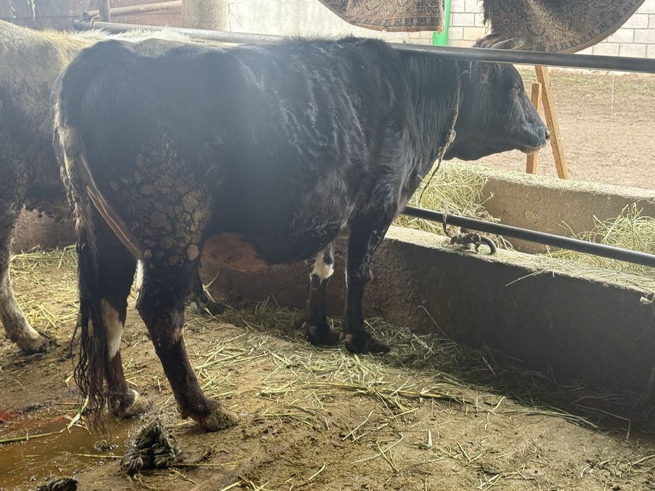 продаю коров стельных