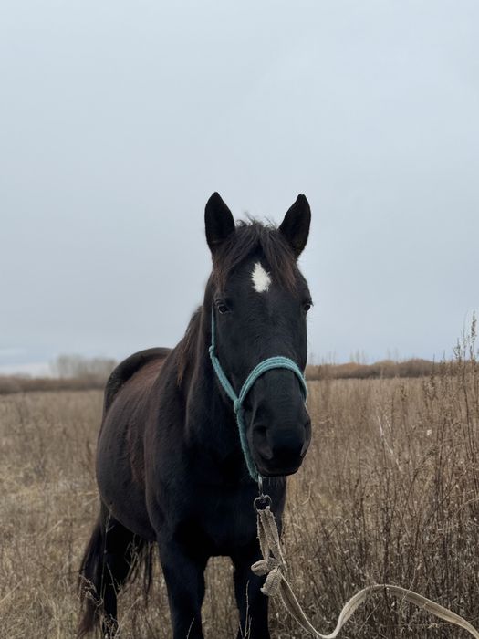 Жылқы сатылады (Астана)