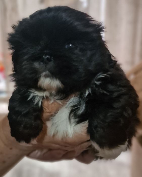 Щенки китайского пекинеса