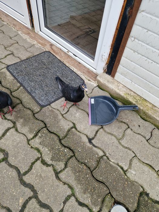 Porumbei  voiajori stil vechi ,