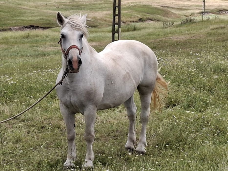 Iapă semigreu românesc