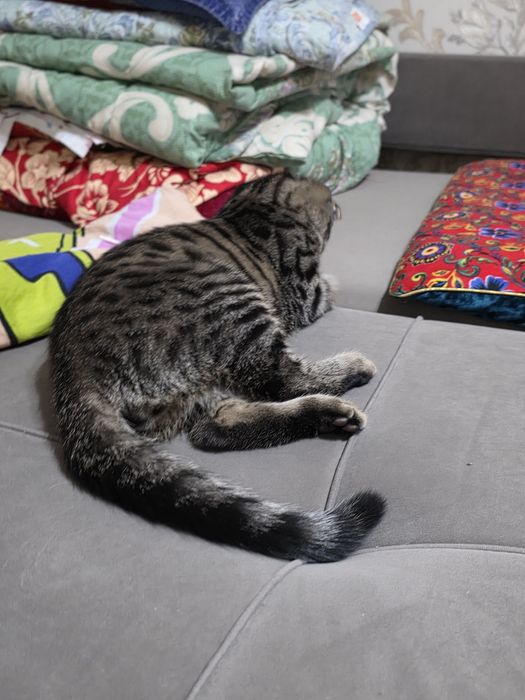 Котенок вислоухи 4 мес