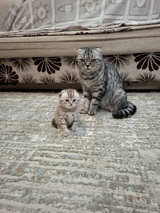 Котёнок. Британец