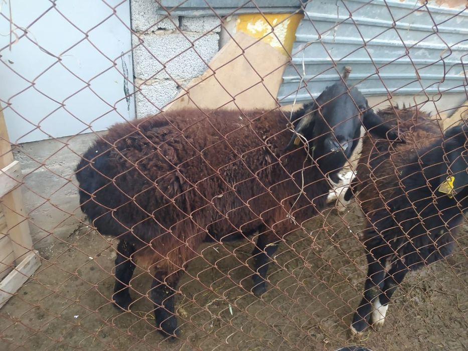 Продаётся бараны