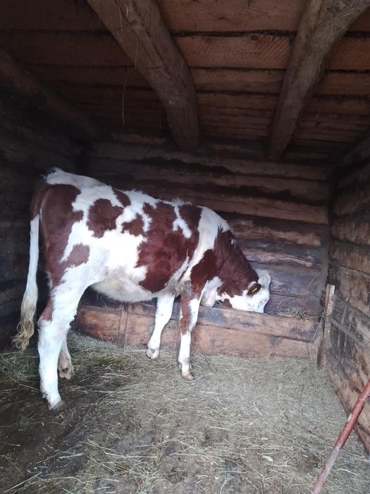 Vacă,junincă și vițel