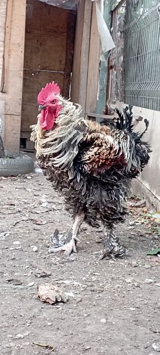 Cocoși Brahma și Frezat