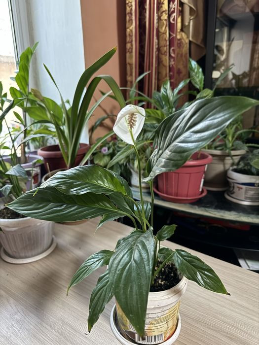 Женское счастье цветущее много