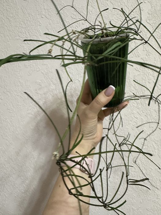 Hoya Retusa хоя,  ретуса