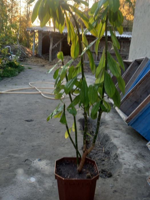 Tuvak gul #gul #manzaraligul