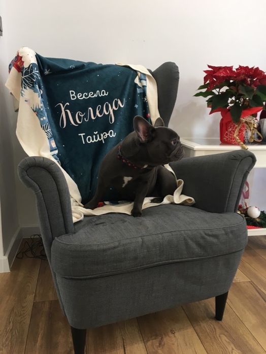 Френски Булдог French Bulldog Blue