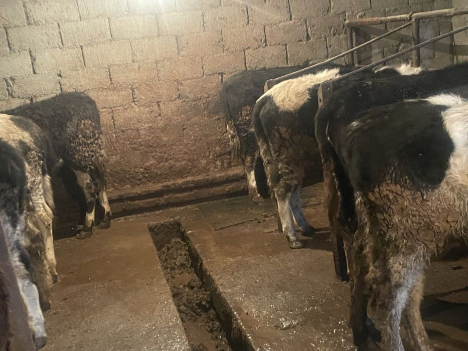 14 голов тёлочек продом только оптом