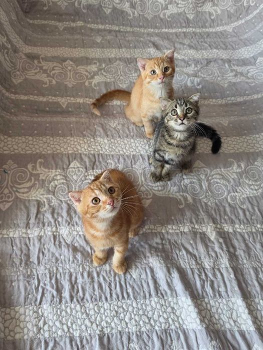 Котята бесплатно