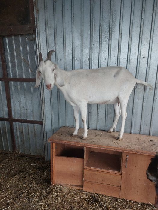 Tap anglo cu acte de origine