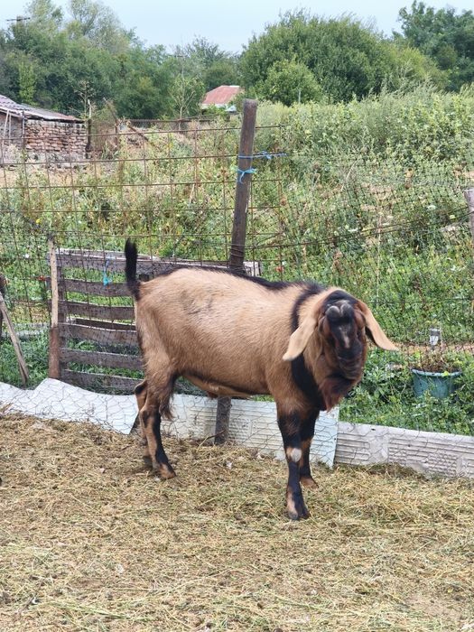 Țap anglonubian bun de monta