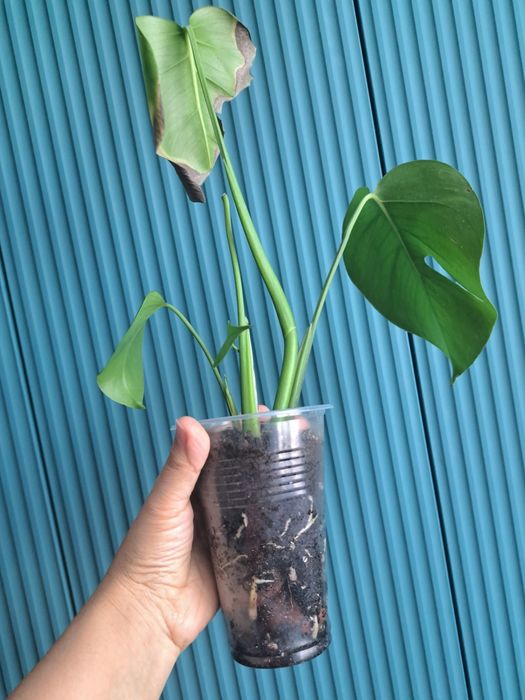 Комнатные растения