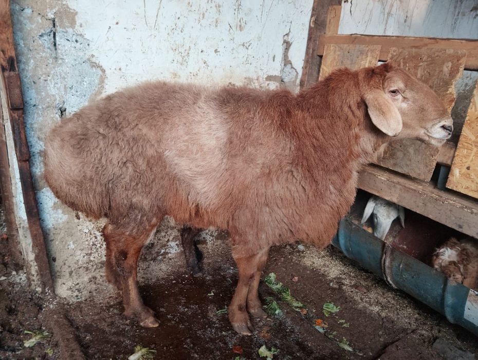 Кой ( порода ЕДЫЛБАЙ)