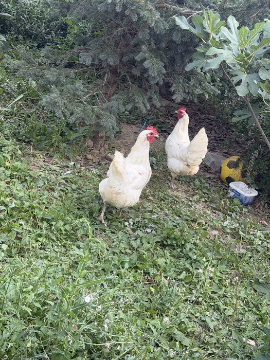 Vand gaini australorp