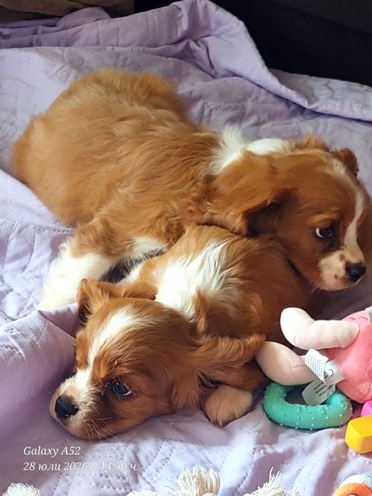 Cavalier King charles spaniels