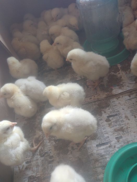 Броилеры хасики цыплята