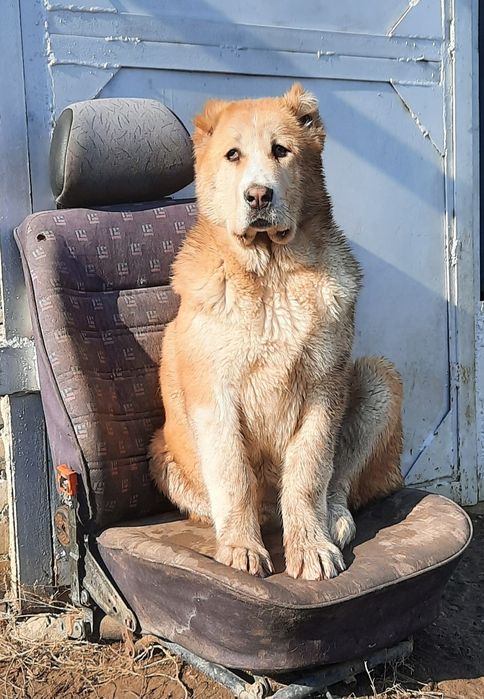 Продам суку 5 месяцев