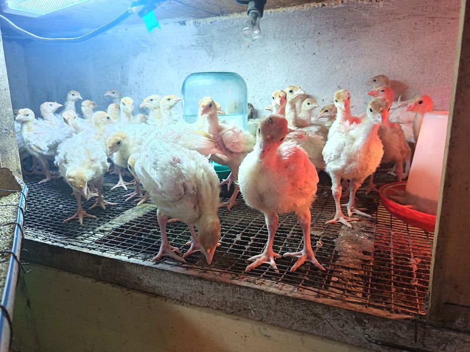 Индюша броллерные