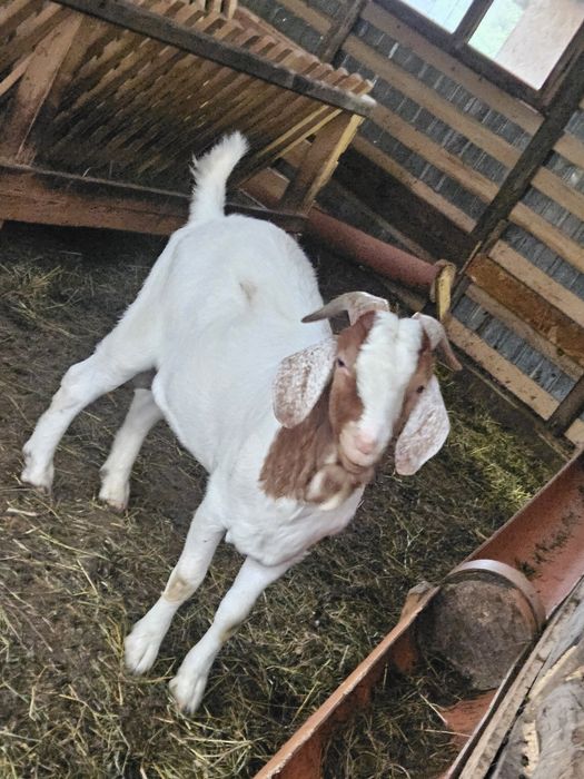 De vanzare Țap,  Rasă Boer