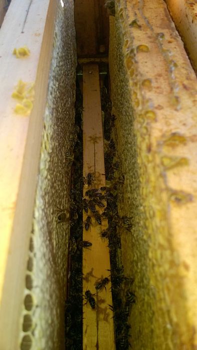 Продавам Пчелен мед Акация и Билков